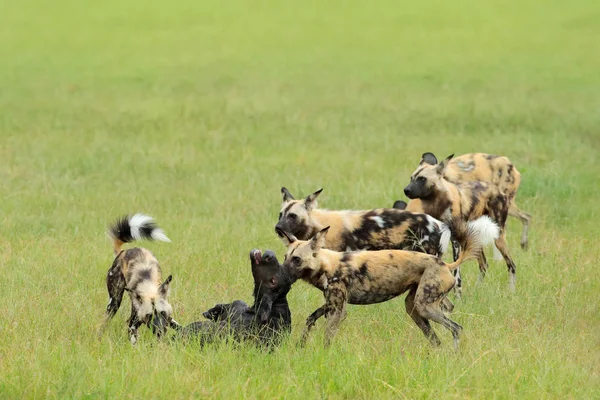 Wild Dog Hunting Botswana Africa Moremi Okavango Delta — Stock Photo, Image