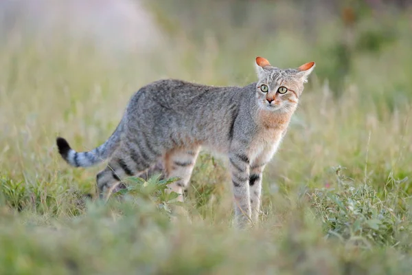 Африканская Дикая Кошка Felis Lybica Eastern Wild Cat Nxai Pan — стоковое фото