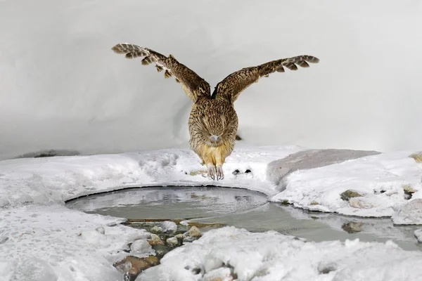 Blakistons balık baykuşu, bill, baykuş, Hokkaido, Japonya'nın en büyük canlı türleri balık yakalamak. 