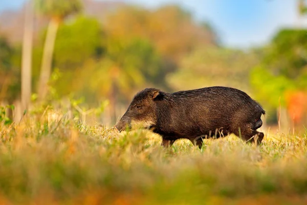 Wild Varken Wit Lipped Peccary Tayassu Pecari Barranco Alto Pantanal — Stockfoto