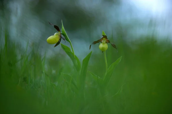 Дикі Чеська Орхідеї Докладно Цвітіння Зелений Чітку Фон Чеська Республіка — стокове фото