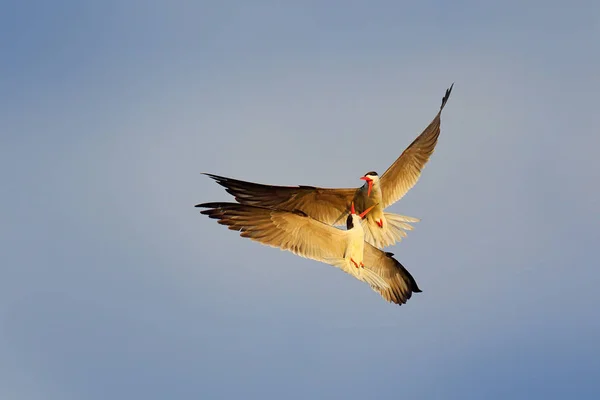 Pássaros Pretos Brancos Com Conta Vermelha Lutando Céu Azul — Fotografia de Stock