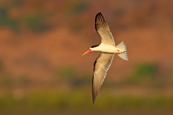 Tern Voador Pássaro Preto Branco Com Bico Vermelho África — Fotografia de Stock