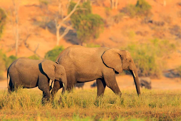 Manada Elefantes Africanos Bebiendo Troncos Elevadores Pozos Agua Parque Nacional — Foto de Stock