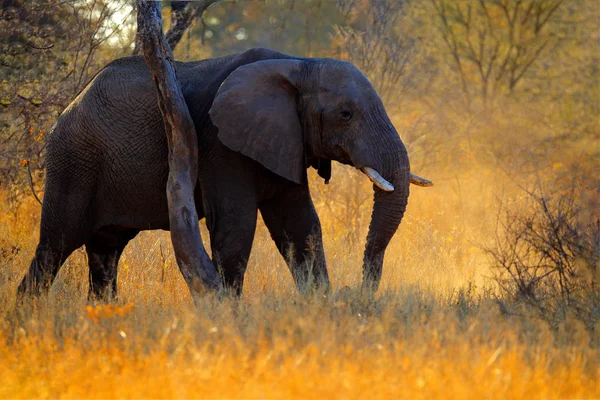 夕刻の光 チョベ ボツワナ アフリカ象 — ストック写真