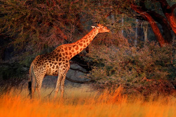 Žirafa Lese Velké Stromy Večerní Světlo Západ Slunce — Stock fotografie