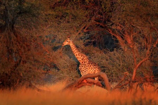 Girafa Floresta Com Árvores Grandes Luz Noite Pôr Sol — Fotografia de Stock