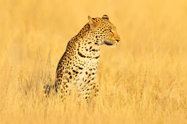 Leopard, Panthera pardus shortidgei, hidden portrait in nice yellow grass.