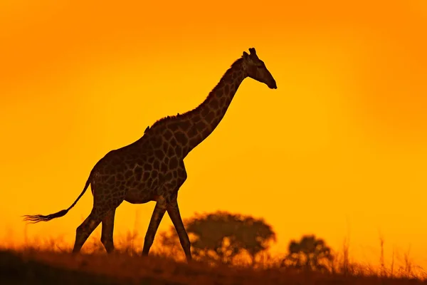 Silueta Idílica Jirafa Con Luz Naranja Puesta Del Sol Botswana — Foto de Stock