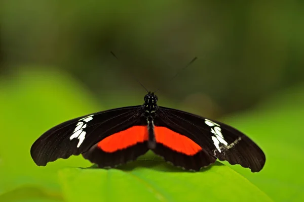 Motyl Longwing Montane Clysonymus Heliconius Siedlisku Natura — Zdjęcie stockowe