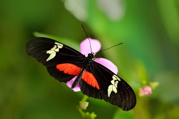 Motyl Longwing Montane Clysonymus Heliconius Siedlisku Natura — Zdjęcie stockowe