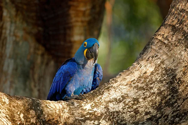 Портрет Большого Голубого Попугая Hyacinth Macaw Anodorhynchus Hyacinthinus Pantanal Бразилия Лицензионные Стоковые Изображения