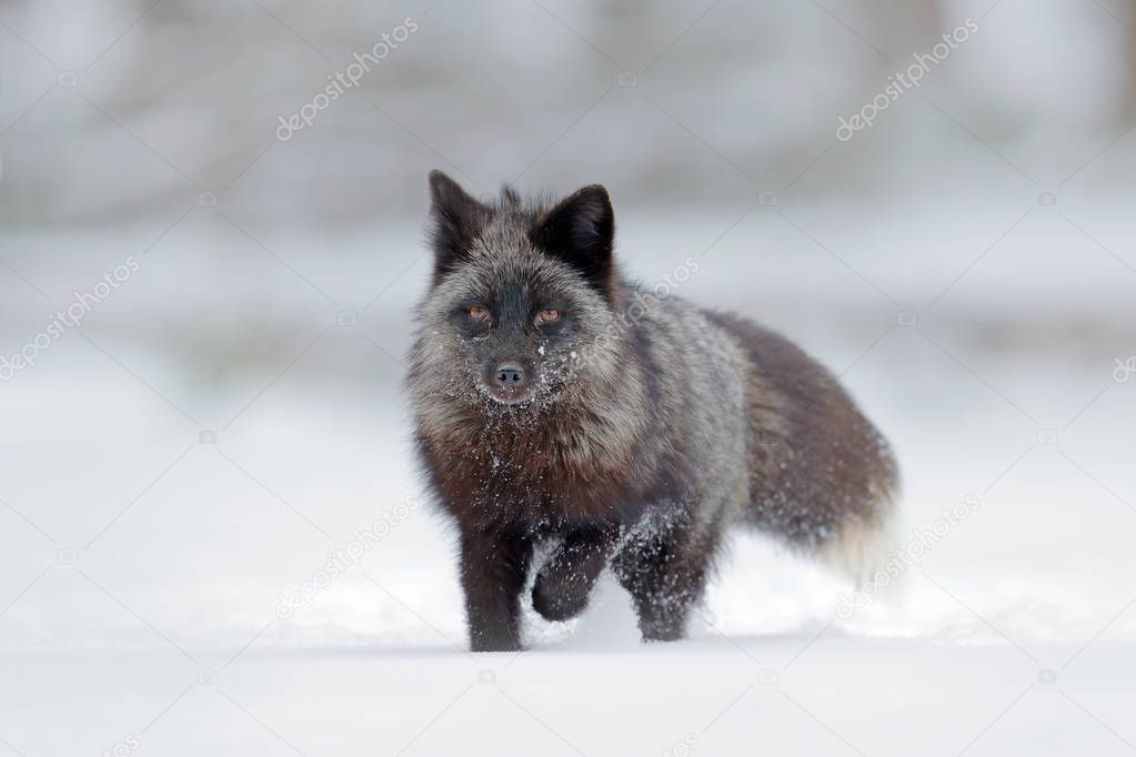 Black silver fox, rare form.