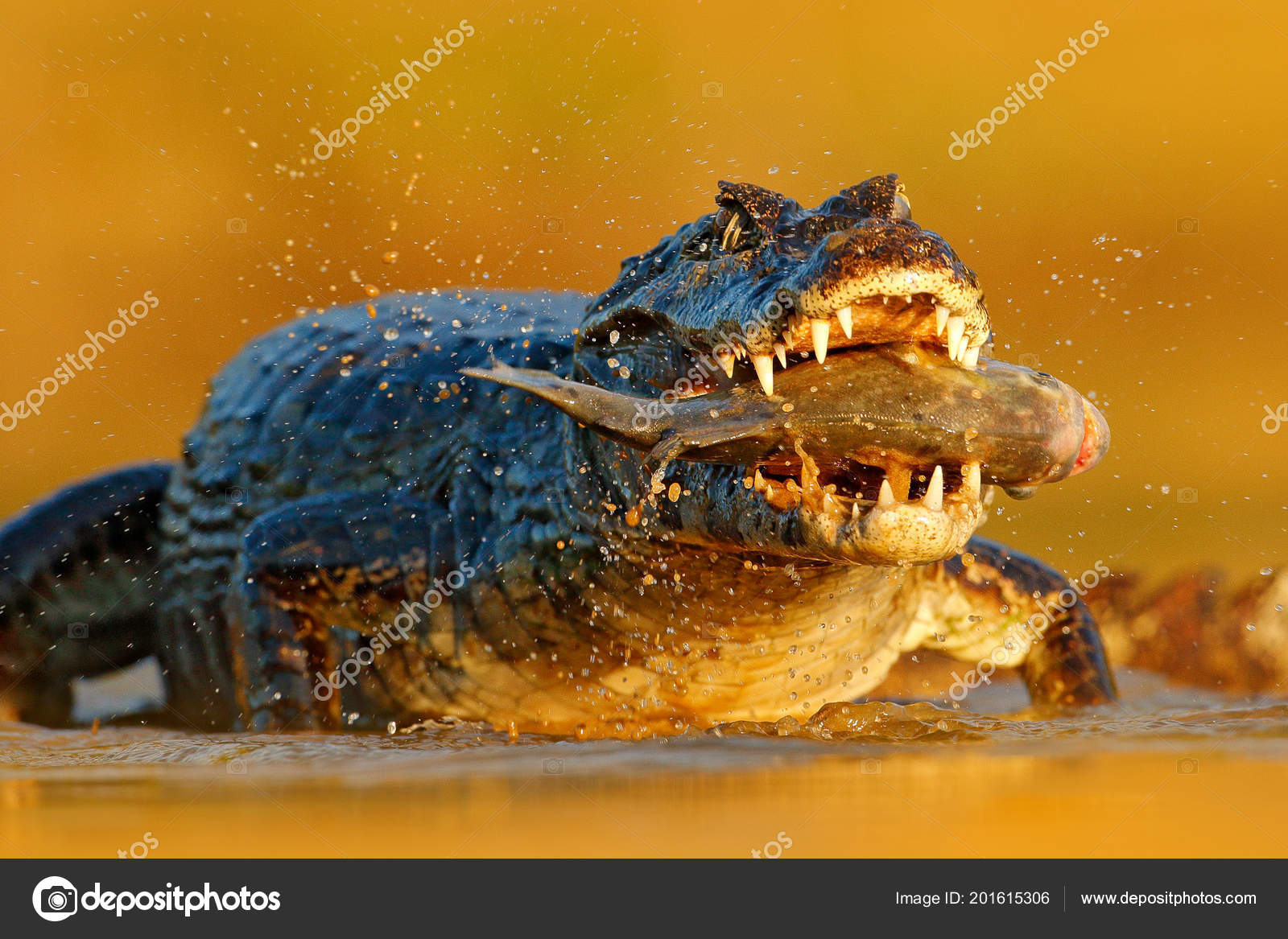 Yacare Caiman Crocodile Piranha Fish Open Muzzle Big Teeth Pantanal Stock  Photo by ©OndrejProsicky 201615306