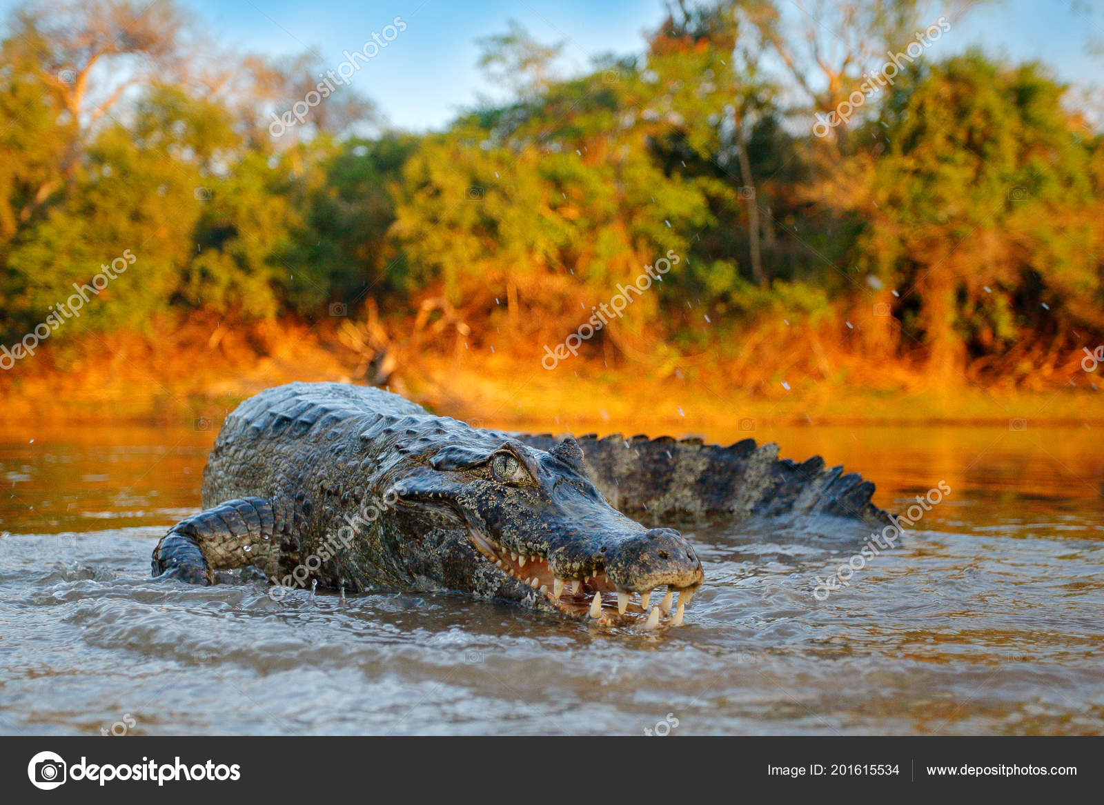 Рыба Крокодил Фото