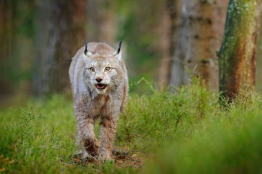 Lynx in green forest. Wildlife scene from nature. Walking Eurasian lynx, animal behaviour in habitat. Wild cat from Germany. Wild Bobcat between the trees. Hunting carnivore in autumn grass. clipart