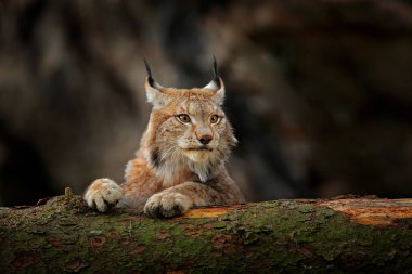 Ağaç gövdesi ile yeşil orman Lynx. Doğadan yaban hayatı sahne. Bayağı vaşak, hayvan davranış habitat içinde oynamaya. Almanya'dan vahşi kedi. Ağaçların arasında vahşi Bobcat. 