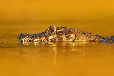 Timsah ve günbatımı. Koyu portakal akşam su yüzeyi güneş, doğa nehir habitat, Pantanal, Brezilya ile Yacare Caiman. Yaban hayatı sahne doğadan.