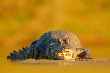 Akşam ışığı doğada. Yacare Caiman, büyük dişleri, Pantanal, Brezilya ile açık namlu ile timsah. Detay dikey tehlike sürüngen.
