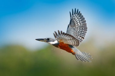 Kingfisher sinek içinde. Halkalı Kingfisher Brezilya Pantanal Açık fatura ile mavi nehir üzerinde uçan kuş. Eylem yaban hayatı sahne tropic doğadan.