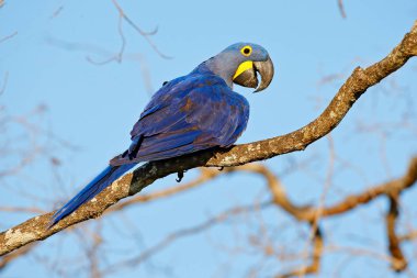 Sümbül Amerika papağanı, Anodorhynchus hyacinthinus, koyu mavi gökyüzü, Pantanal, Brezilya, Güney Amerika ile şube oturan büyük mavi papağan.