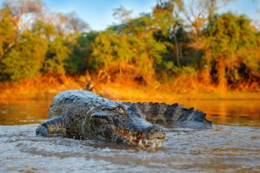 Timsah Nehri su, ışık akşam balık yakalamak. Yacare Caiman, büyük dişler, Pantanal, Bolivya namlu içinde piranha timsahla açın. Ayrıntı geniş açı portre tehlike sürüngen. 