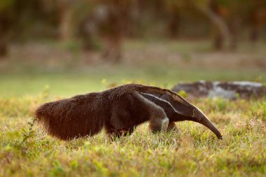 Karınca yiyen sevimli hayvan--dan mangal. Dev karınca yiyen, Myrmecophaga tridactyla, hayvan uzun kuyruk ve günlük ağız burun, Pantanal, Brezilya ile. Yaban hayatı sahne, vahşi doğa gress çayır. Pampa içinde çalışan. 