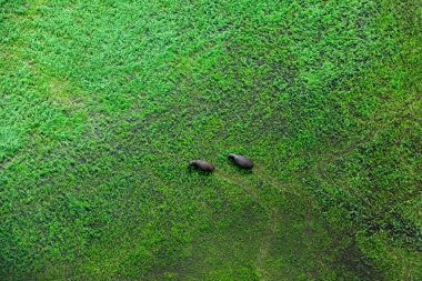 Two hippo and aerial landscape in Okavango delta, Botswana. Lakes and rivers, view from airplane. Green vegetation in South Africa. Trees with water in rainy season.  clipart