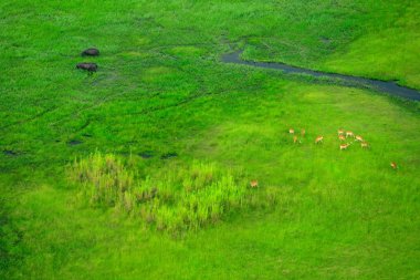 Okavango Deltası, Botswana hava manzara. Göller ve nehirler, uçaktan görüntüleyin. Güney Afrika'da yeşil bitki örtüsü. Yağmur mevsimi suda ağaçlarıyla. 