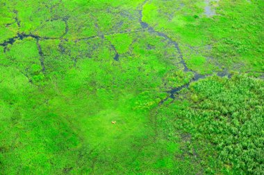 Impala ve Okavango Deltası, Botsvana'nda hava manzara. Göller ve nehirler, uçaktan görüntüleyin. Güney Afrika'da yeşil bitki örtüsü. Yağmur mevsimi suda ağaçlarıyla. 