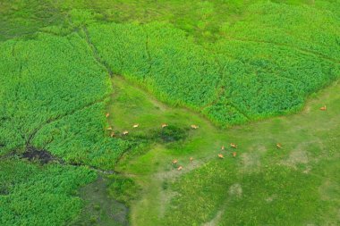 Okavango Deltası, Botswana hava manzara. Göller ve nehirler, uçaktan görüntüleyin. Güney Afrika'da yeşil bitki örtüsü. Yağmur mevsimi suda ağaçlarıyla. 