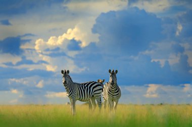 Zebralar mavi fırtına gökyüzü ile. Bayağı zebra, Equus quagga burchellii, Nxai Pan Ulusal Parkı, Botswana, Afrika. Vahşi hayvan yeşil çayır üzerinde. Vahşi doğa, Afrika safari.