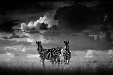 Zebralar kara fırtına gökyüzü ile. Bayağı zebra, Equus quagga burchellii, Nxai Pan Ulusal Parkı, Botswana, Afrika. Vahşi hayvan çim çayır üzerinde. Siyah ve beyaz Afrika.