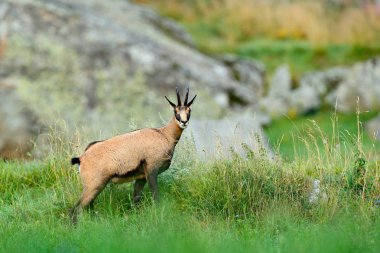Chamois, Rupicapra rupicapra yeşil çimen, gri kaya arka planda, Gran Paradiso, İtalya. Alp boynuzlu hayvan. Yaban hayatı sahne doğadan.