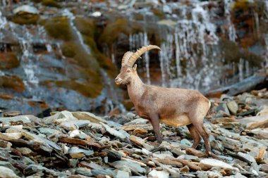 Alp dağ keçisi, doğa ortamlarında Capra ibex. Gran Paradisko Milli Parkı, İtalya. Doğadan yaban hayatı sahne. Boynuz rock dağ hayvanla. Şelale ile dağ keçisi.