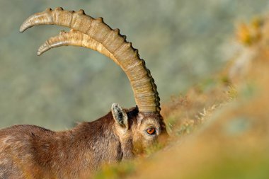 Alp dağ keçisi, doğa ortamlarında Capra ibex. Gran Paradisko Milli Parkı, İtalya. Doğadan yaban hayatı sahne. Boynuz rock dağ hayvanla. Yakın çekim ayrıntı taşları hornes memeli.