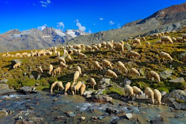 İçme suyu streem, Gran Paradiso Nationl Park, İtalya koyun sürüsü. Güzel manzara ile ble gök Alp, Europe içinde. Hayvanlar ile yaz aylarında dağ. Koyun çim.