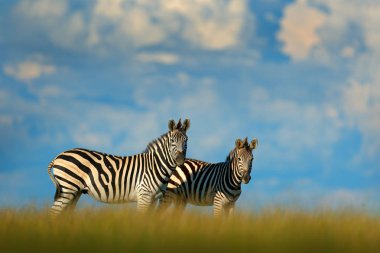 Zebralar mavi fırtına gökyüzü ile. Bayağı zebra, Equus quagga burchellii, Nxai Pan Ulusal Parkı, Botswana, Afrika. Vahşi hayvan yeşil çayır üzerinde. Vahşi doğa, Afrika safari.