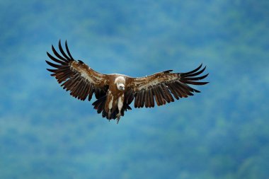 Kızıl akbaba, Gyps fulvus, büyük kuş orman dağ, doğa yaşam, Madzarovo, Bulgaristan, Doğu Rodopların uçan. Yaban hayatı olay yerinden Balkan.