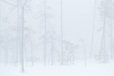 Sisli puslu sabah gizli kahverengi ayı ile. Ahşap doğa, soğuk kış durumu tehlikeli yaratık. Finlandiya'dan yaban hayatı habitat. Beyaz karda ayı. Açık ağaç orman hayvan. 