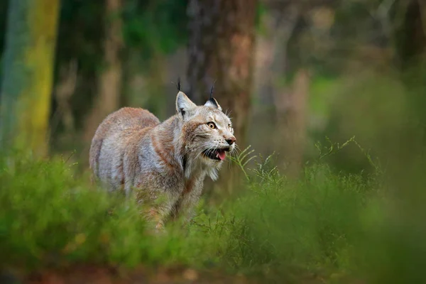 Lynx Zielonym Lesie Scena Przyrodą Chodzący Eurazjatycki Ryś Zachowanie Zwierząt — Zdjęcie stockowe