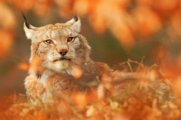 Lynx Nella Foresta Arancio Autunno Scena Della Fauna Selvatica Dalla — Foto Stock