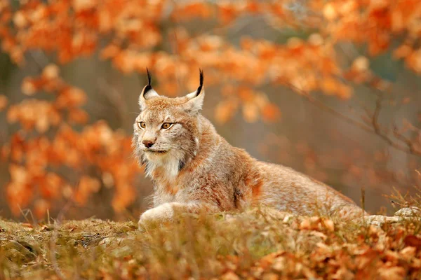 Turuncu Sonbahar Orman Lynx Doğadan Yaban Hayatı Sahne Bayağı Vaşak — Stok fotoğraf