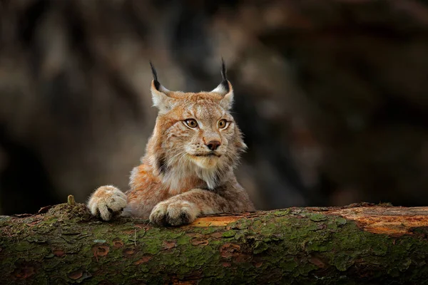 山猫在绿色森林与树干 大自然的野生动物场景 玩欧亚山猫 动物行为在栖息地 来自德国的野猫 野生山猫之间的树木 — 图库照片