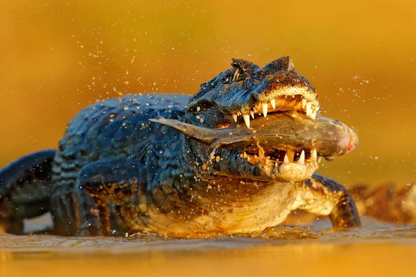 Yacare Caiman Krokodil Med Piranha Fisken Öppna Nosen Med Stora — Stockfoto