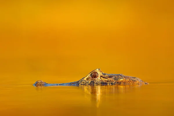 Yacare Caiman Темно Оранжевой Вечерней Поверхности Воды Солнцем Природная Речная — стоковое фото