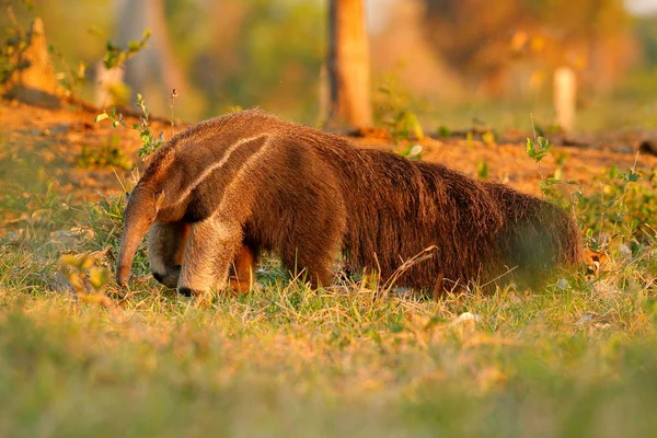 Anteater Lindo Animal Brasil Anteater Gigante Myrmecophaga Tridactyla Animal Con — Foto de Stock