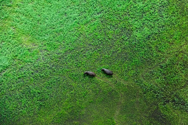 Two hippo and aerial landscape in Okavango delta, Botswana. Lakes and rivers, view from airplane. Green vegetation in South Africa. Trees with water in rainy season.