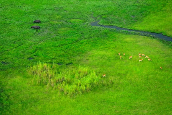 Okavango Deltası, Botswana hava manzara. Göller ve nehirler, uçaktan görüntüleyin. Güney Afrika'da yeşil bitki örtüsü. Yağmur mevsimi suda ağaçlarıyla. 
