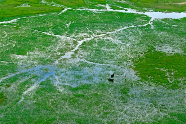 Nijlpaard Luchtfoto Landschap Okavangodelta Botswana Meren Rivieren Uitzicht Vanaf Vliegtuig — Stockfoto